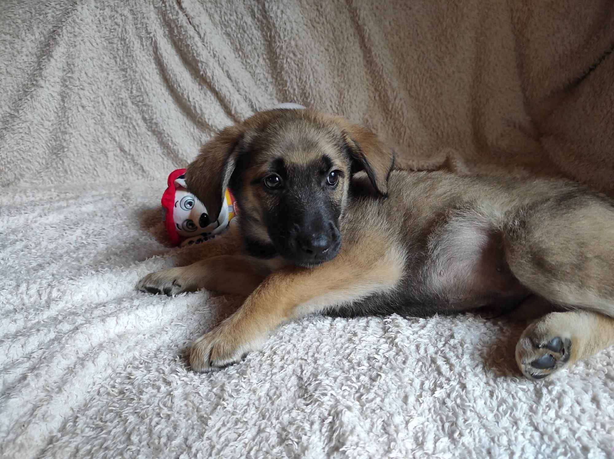 2 miesięczny maluch Tedi szuka domu Olsztyn - zdjęcie 2