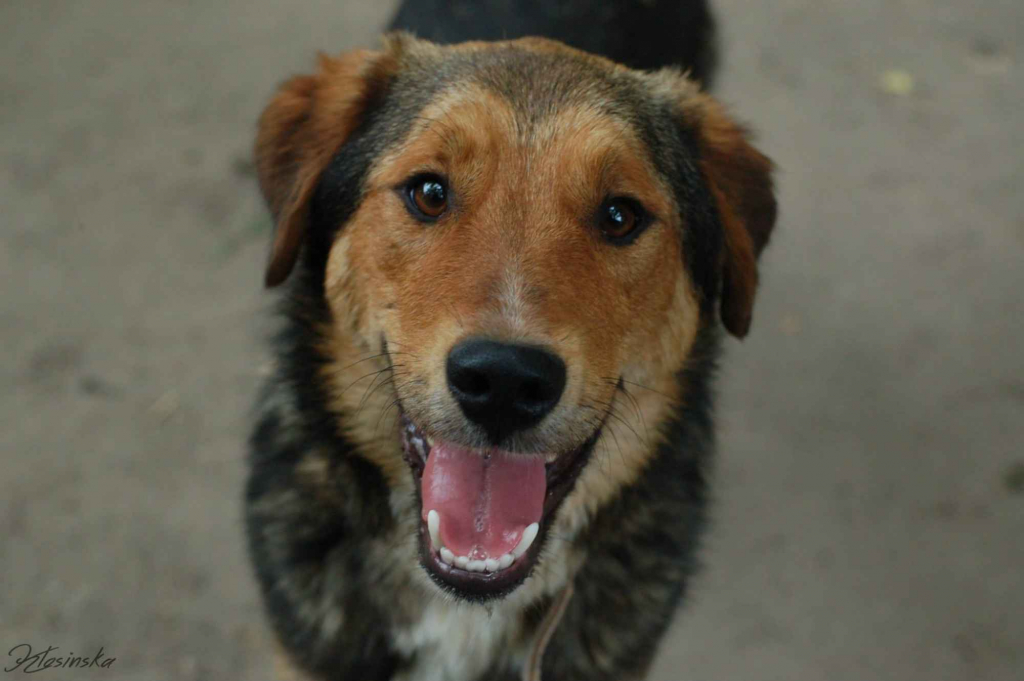 Kapral - przyjazny, wesoły psiak szuka domu! Olsztyn - zdjęcie 6