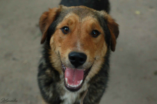 Kapral - przyjazny, wesoły psiak szuka domu! Olsztyn - zdjęcie 6