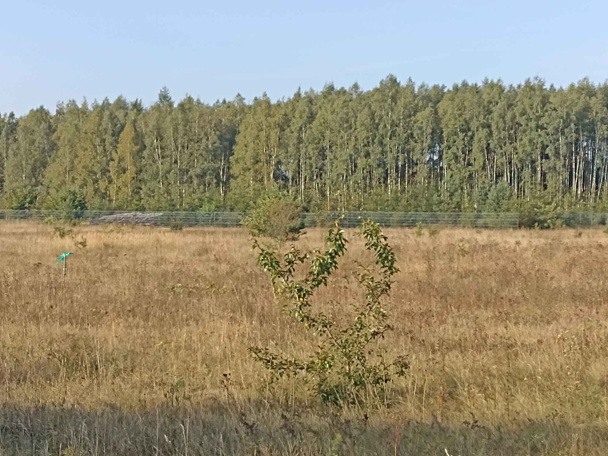 Sprzedam działkę inwestycyjną z warunkami zabudowy 5367 mkw Mława - zdjęcie 8
