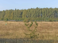 Sprzedam działkę inwestycyjną z warunkami zabudowy 5367 mkw Mława - zdjęcie 8