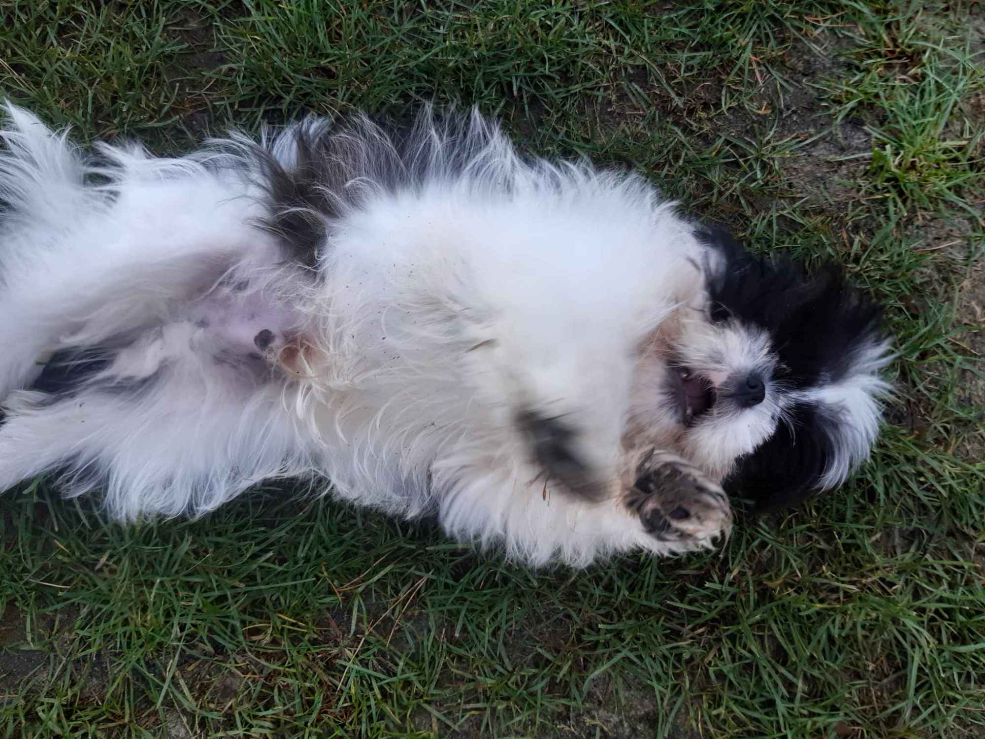 Szczeniak 4-miesięczny rasy shih tzu samiec Przedbórz - zdjęcie 4