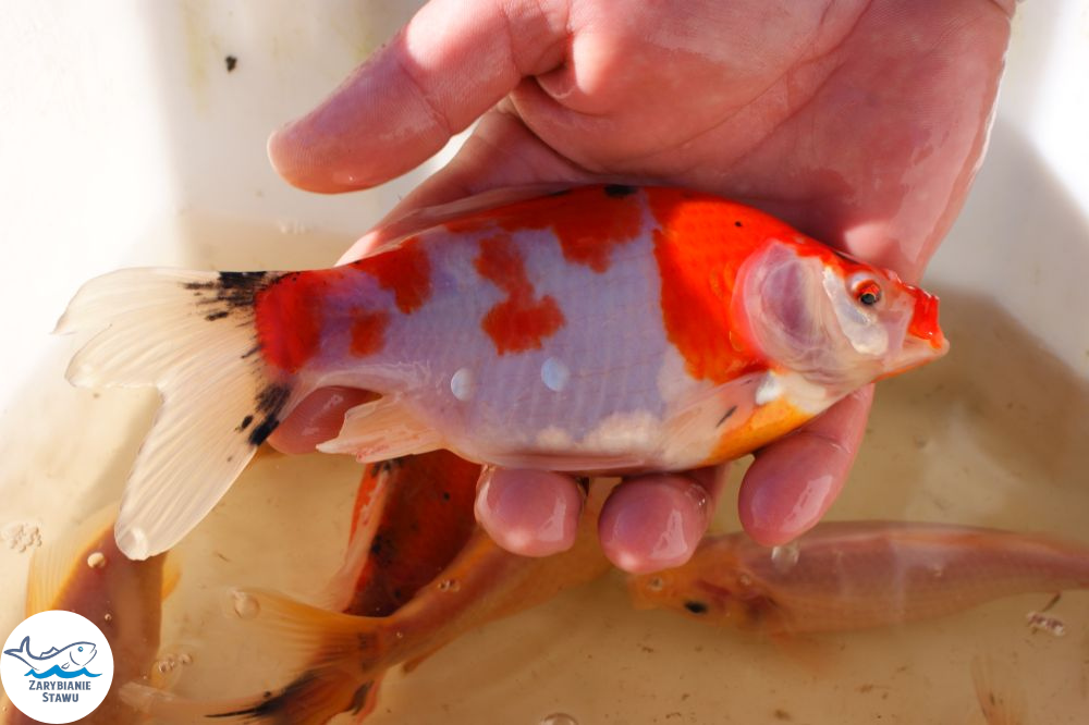 Narybek karp amur tołpyga (węgorz lin sum sandacz jesiotr) Biała Podlaska - zdjęcie 12