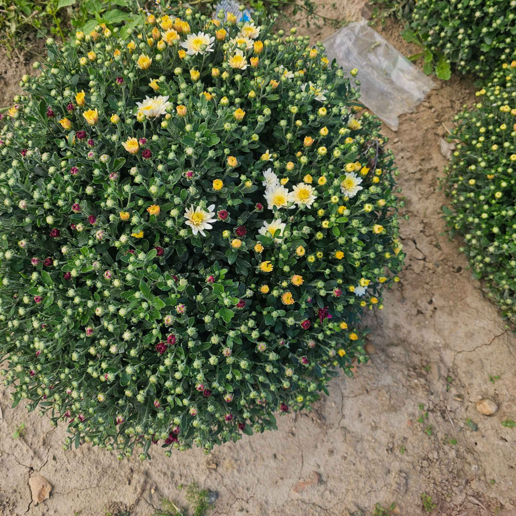 Chryzantemy Udanin - zdjęcie 11