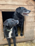 Dwa psy do wspólnej adopcji - Tata i Syn - nie pozwólmy ich rozdzielić Oborniki - zdjęcie 3
