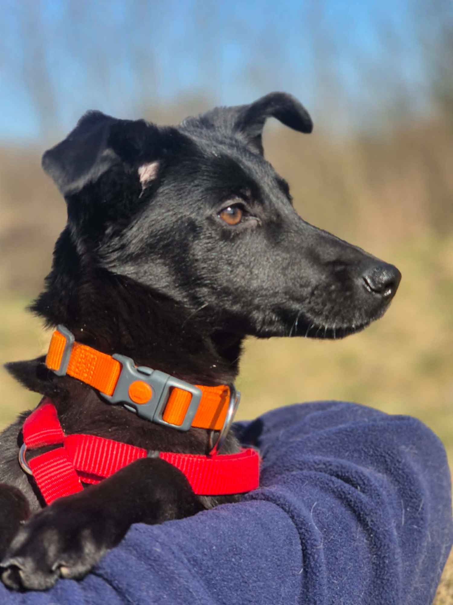 11 miesięczna Fela szuka spokojnego domu! Olsztyn - zdjęcie 4