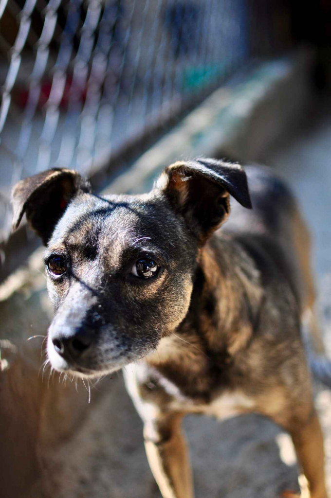 Niewielki Bureczek szuka domu! Olsztyn - zdjęcie 1