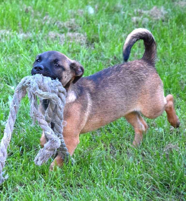 LUNA beżowa z czarną kufą szuka domu Sochaczew - zdjęcie 4