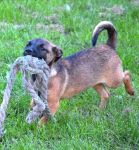 LUNA beżowa z czarną kufą szuka domu Sochaczew - zdjęcie 4