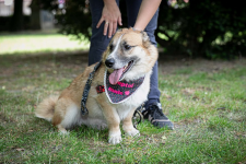 Lasso - psiak z sercem na łapce poleca się do adopcji! Łętkowice - zdjęcie 3