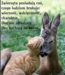 Hotel dla zwierząt domowych Zabrze - zdjęcie 2