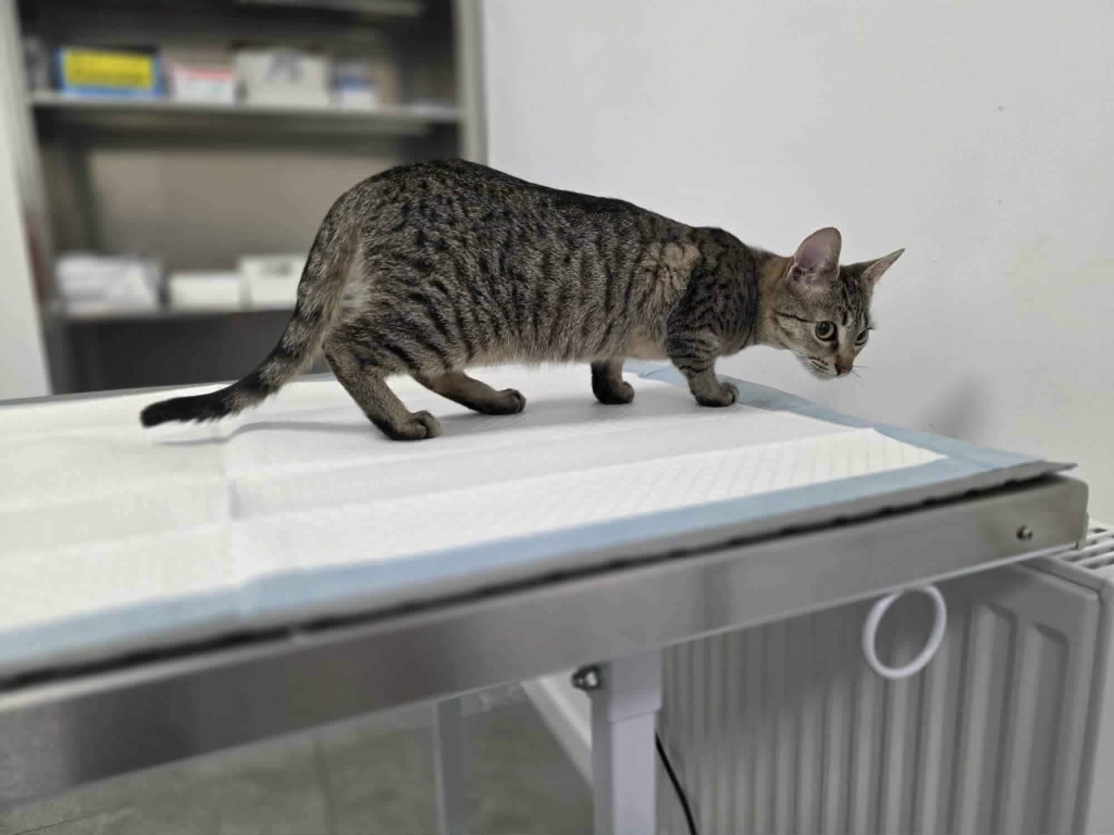 Rysia - 9 miesięczna koteczka do adopcji Olsztyn - zdjęcie 5