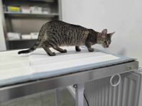 Rysia - 9 miesięczna koteczka do adopcji Olsztyn - zdjęcie 5