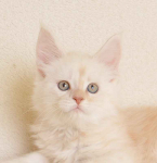 Prześliczny kocurek o rzadkim umaszczeniu Rodowód PZF/WCF Białystok - zdjęcie 3