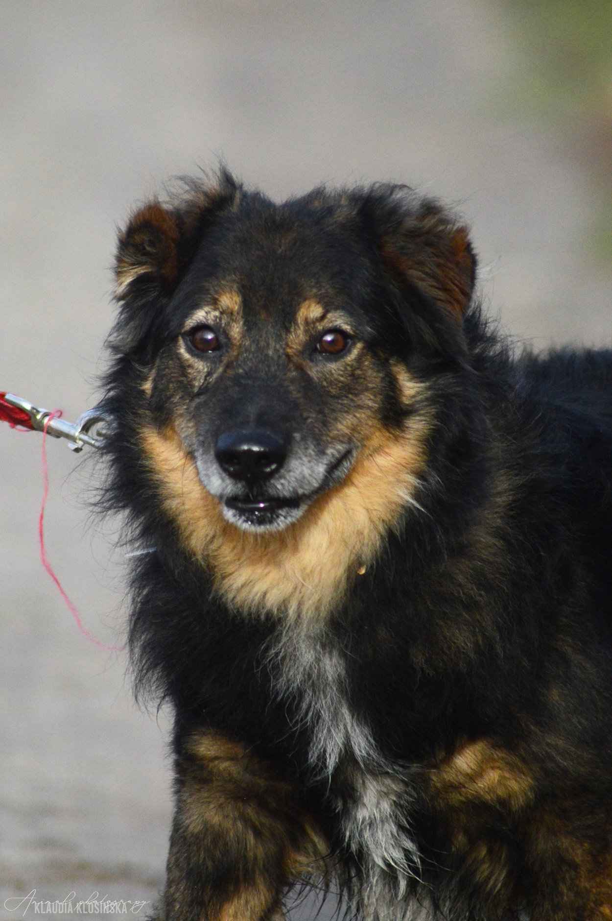 Słodki - nieduży, delikatny psiak szuka domu! Olsztyn - zdjęcie 3