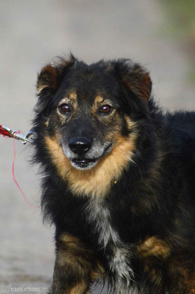 Słodki - nieduży, delikatny psiak szuka domu! Olsztyn - zdjęcie 3