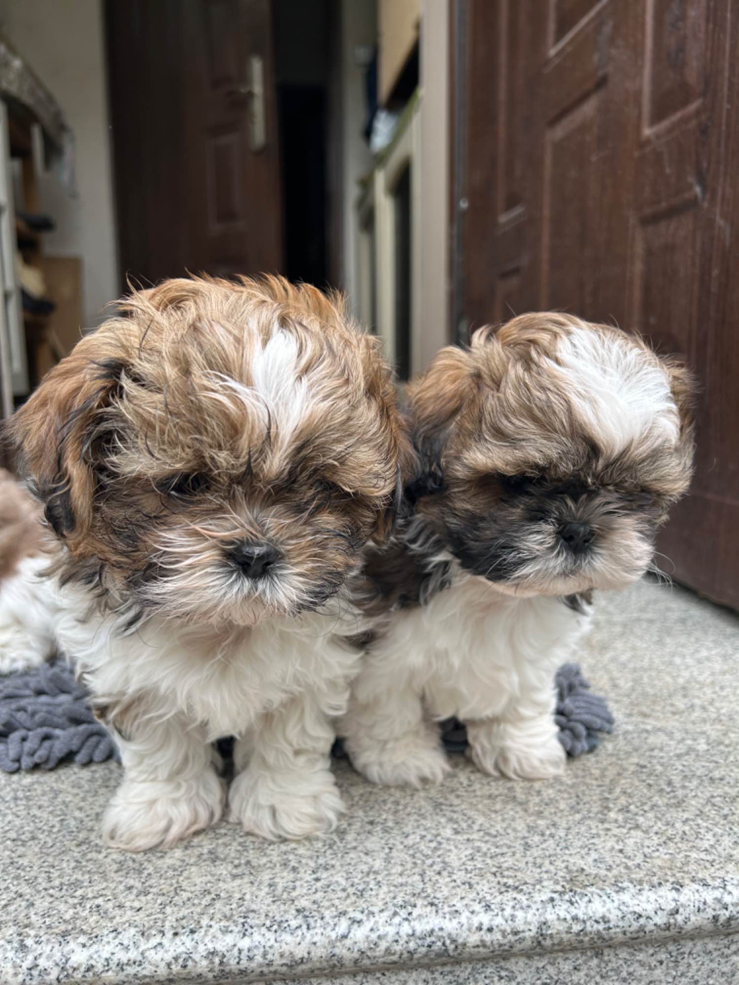 Hodowla psów rasowych Shihtzu Psie Pole - zdjęcie 7