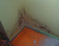 ODGRZYBIANIE BUDYNKÓW USUWANIE PLEŚNI Rybnik - zdjęcie 2