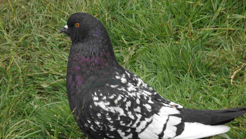 SPRZEDAM GOŁĘBIE Podborze - zdjęcie 8