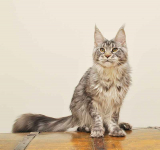 Śliczny kocurek Maine Coon z rodowodem PZF/WCF - LEGALNA HODOWLA Białystok - zdjęcie 7