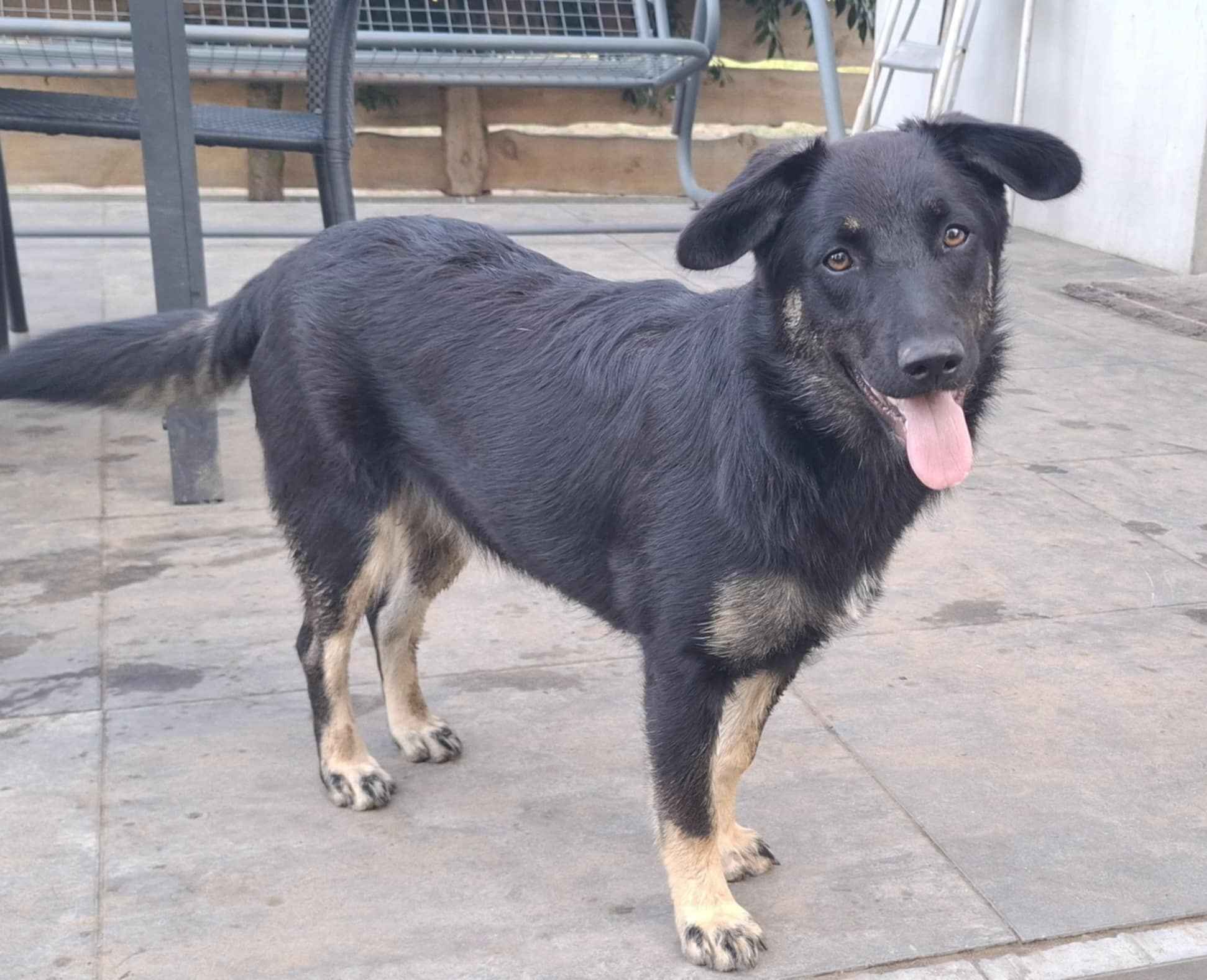 Łagodna Milusia SZCZENIAK szuka kochającego domu! Olsztyn - zdjęcie 3