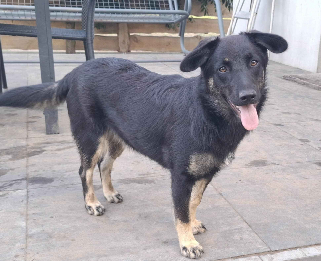 Łagodna Milusia SZCZENIAK szuka kochającego domu! Olsztyn - zdjęcie 3