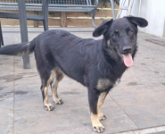 Łagodna Milusia SZCZENIAK szuka kochającego domu! Olsztyn - zdjęcie 3