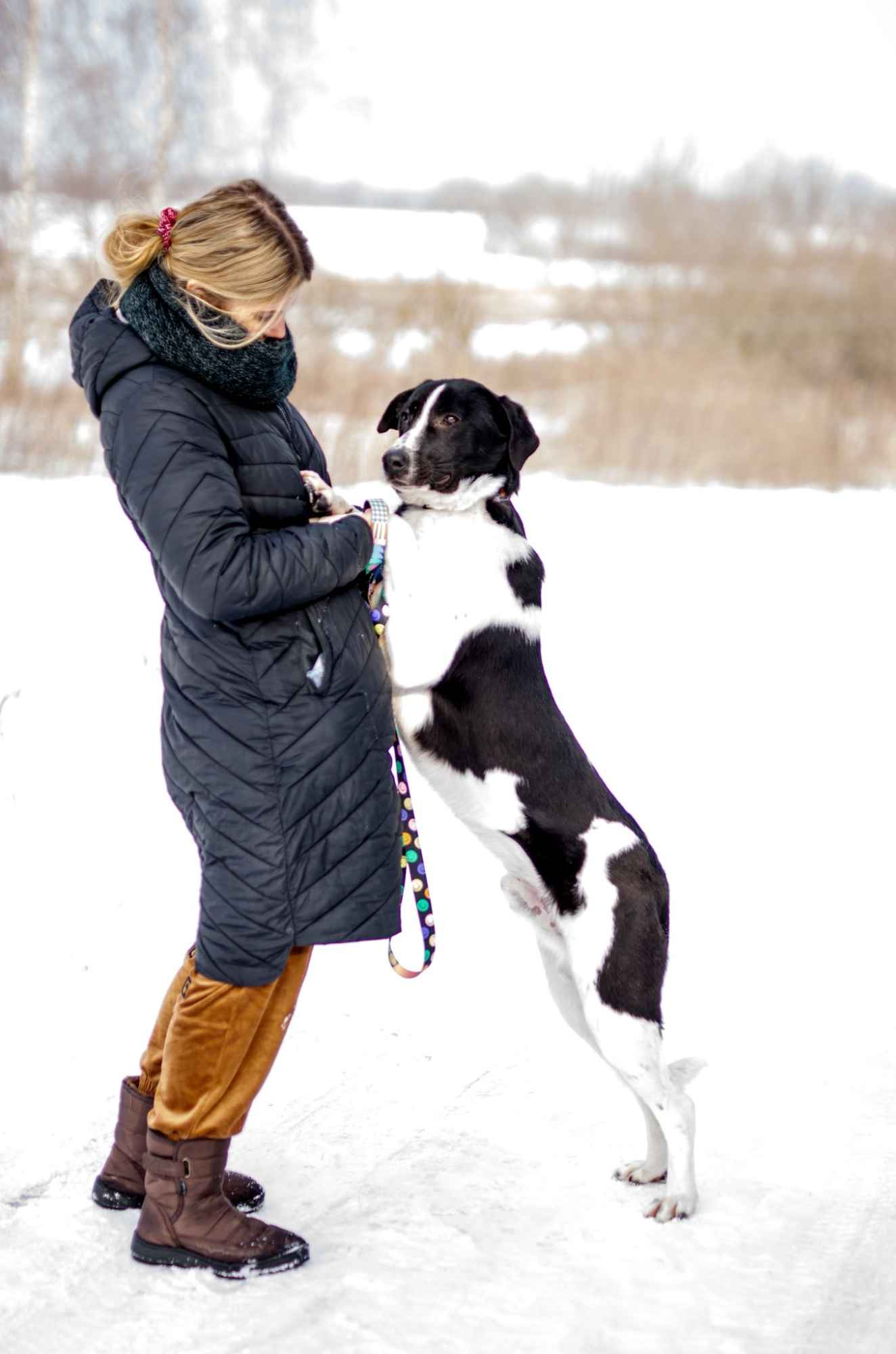 Apollo - wielki pies z wielkim sercem! Olsztyn - zdjęcie 3