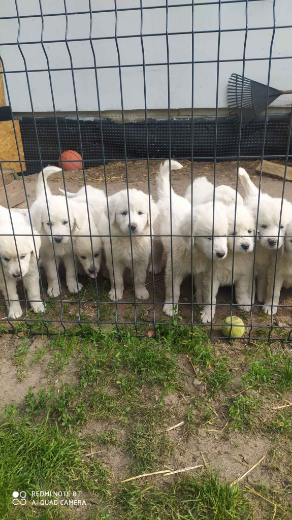 Psy owczarki Podchalanskie Łochów - zdjęcie 8