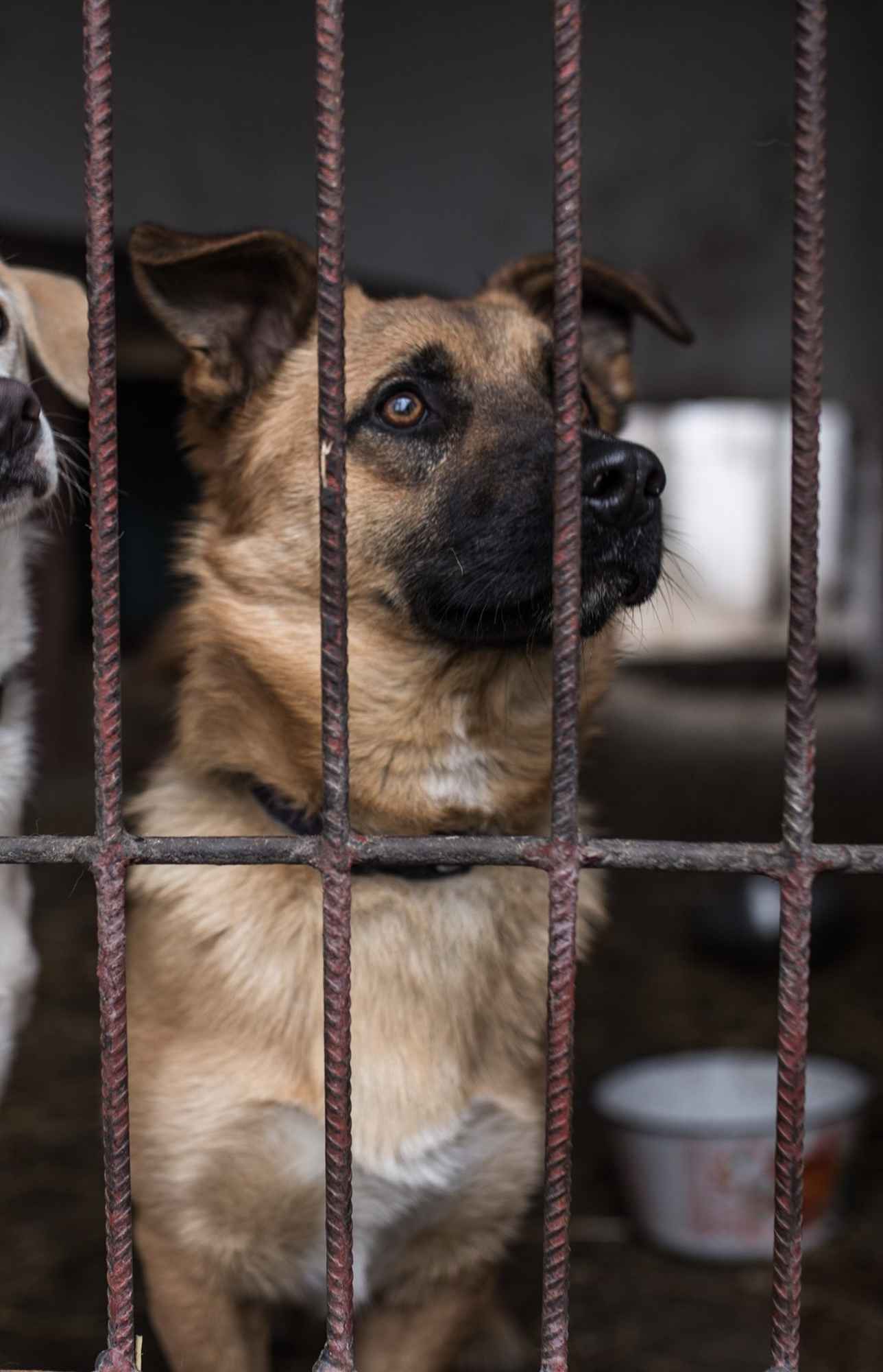 Delikatny, emocjonalny, zakochany w człowieku piesek do adopcji! :) Widzew - zdjęcie 11