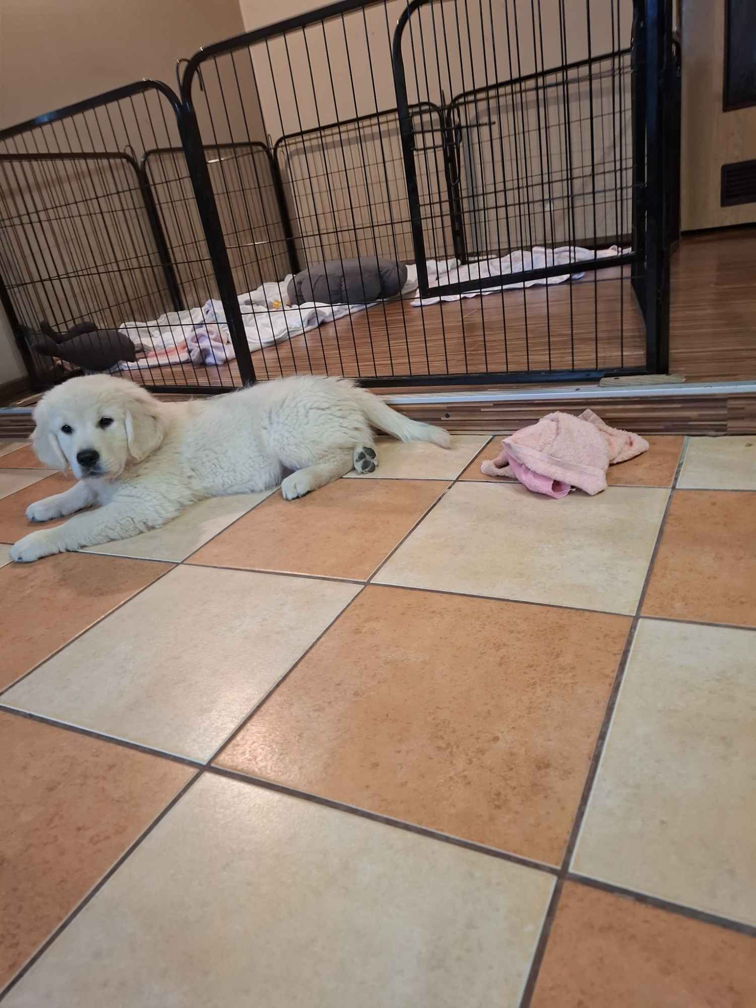 Sprzedam pieska rasy Golden Retriever Leszno - zdjęcie 8