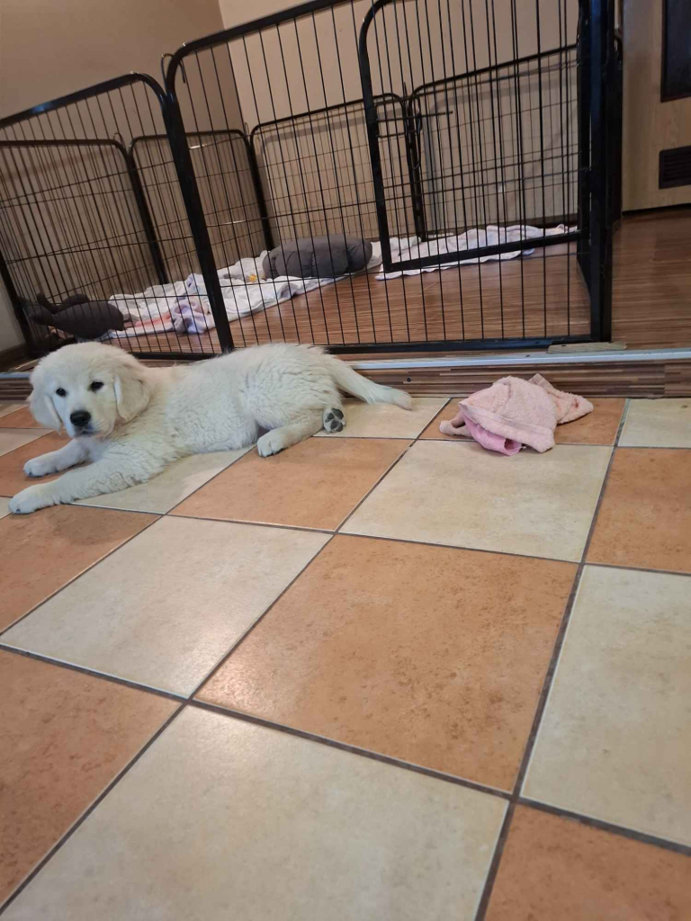 Sprzedam pieska rasy Golden Retriever Leszno - zdjęcie 8