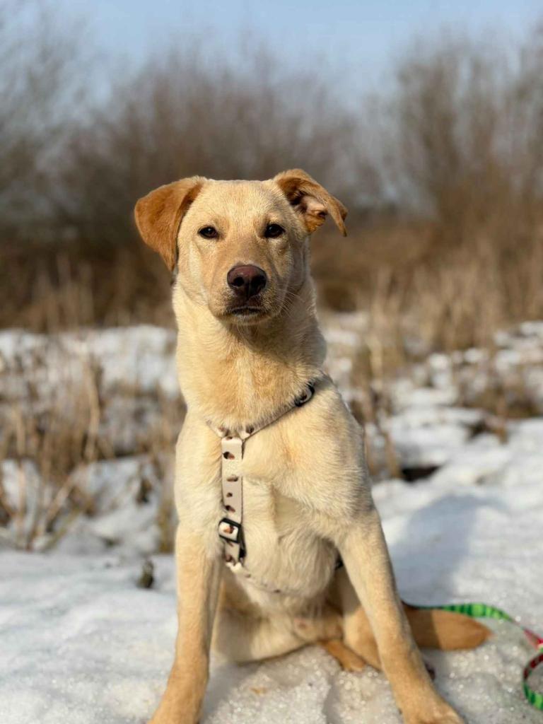 Goldi - wesoły szczeniak w typie labradora Olsztyn - zdjęcie 1