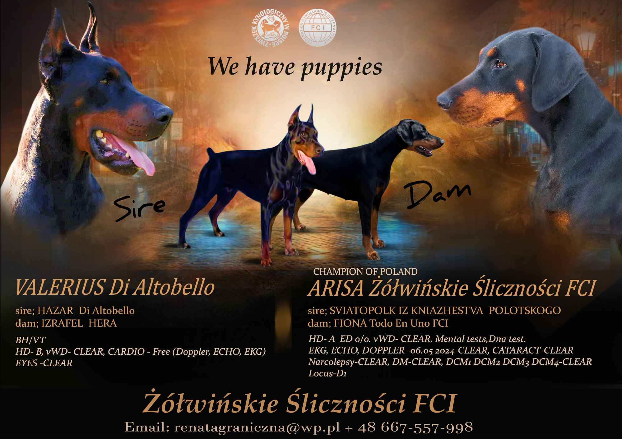 Szczenięta Dobermana FCI Jeziora Wielkie - zdjęcie 1