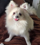 Spitz pomeranian