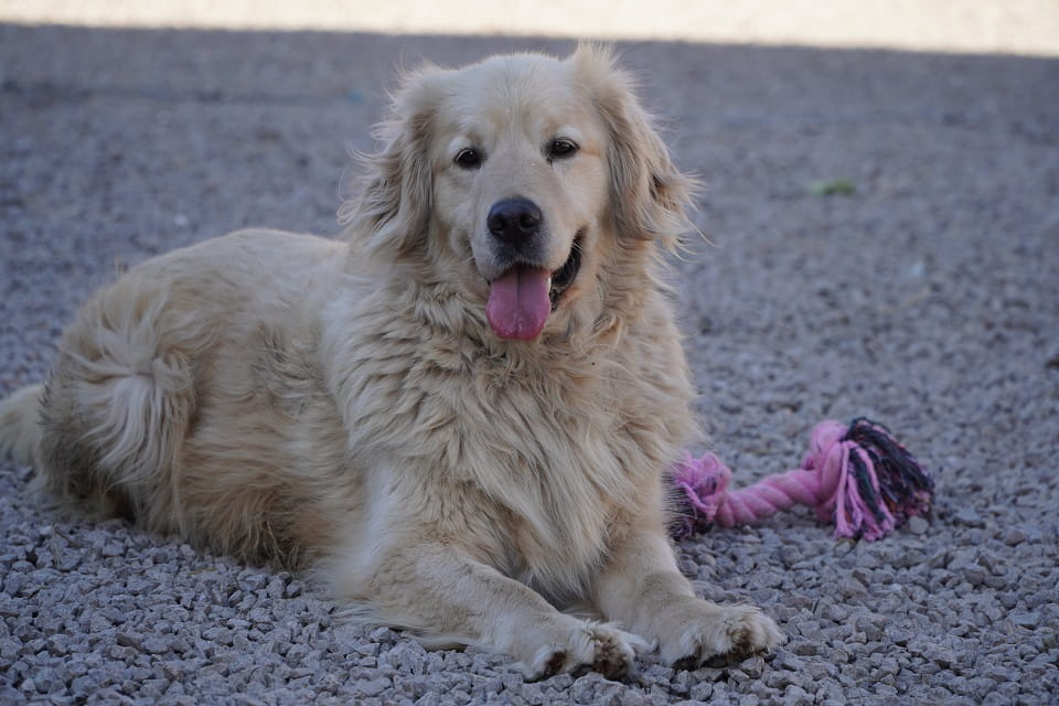 Harry tęskni za własnym kątem 💔 Łętkowice - zdjęcie 2