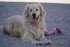 Harry tęskni za własnym kątem 💔 Łętkowice - zdjęcie 2