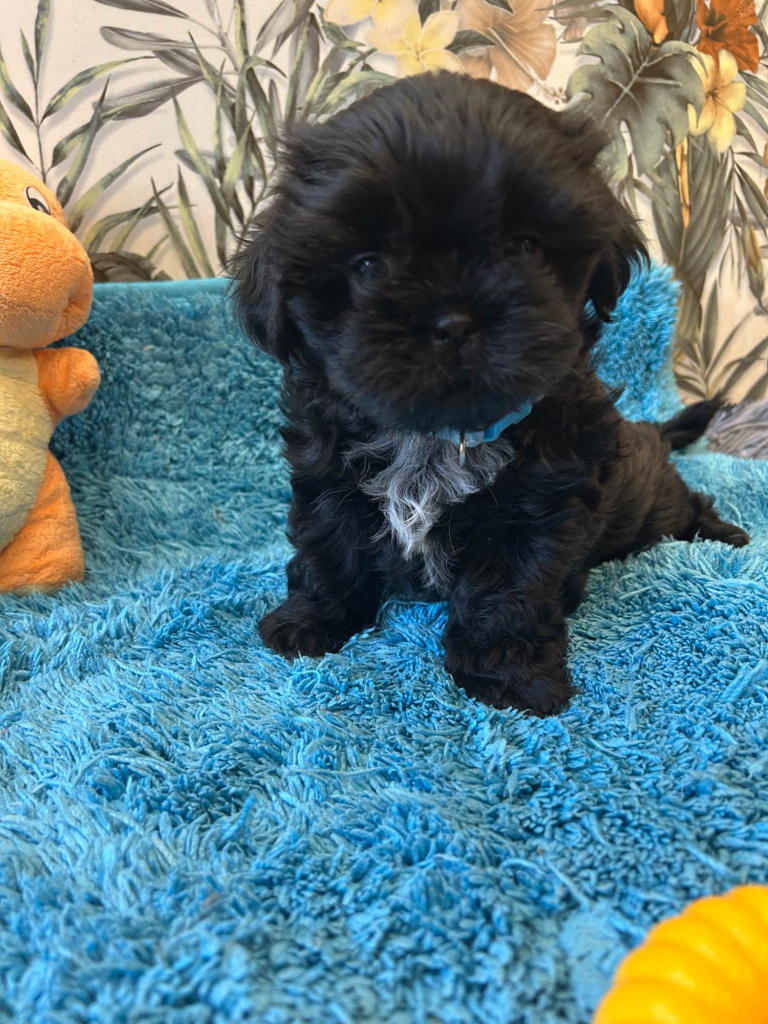 Szczeniak shihtzu Psie Pole - zdjęcie 6