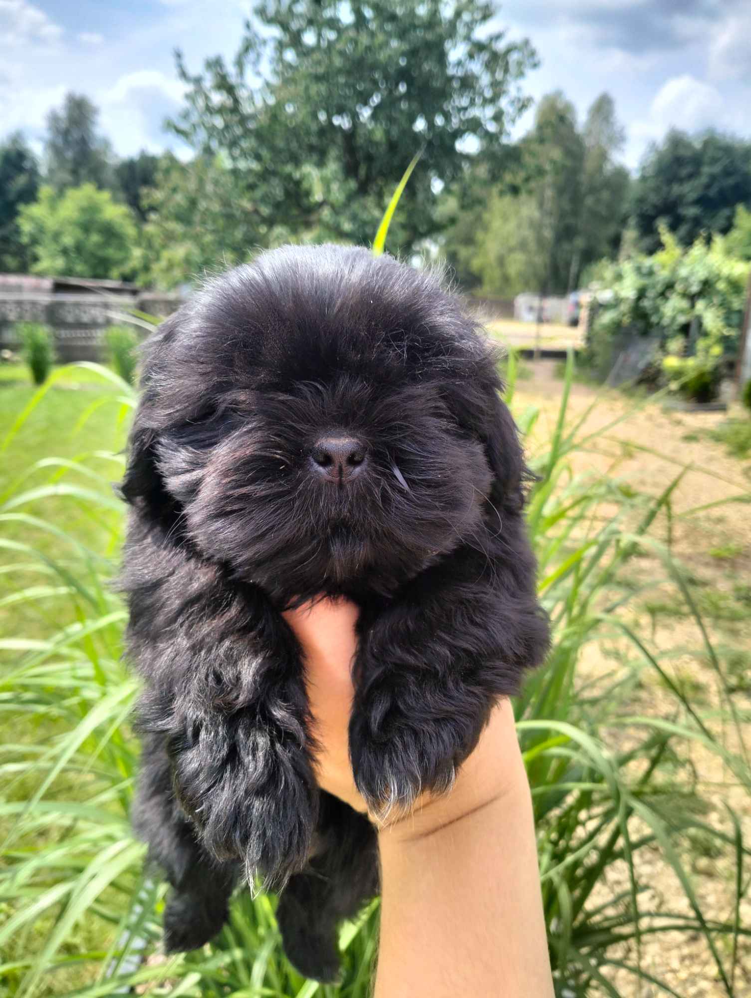 Shih Tzu gotowe do odbioru Zawisna - zdjęcie 5