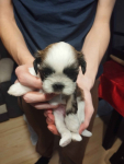 Shih tzu Grąbków - zdjęcie 6