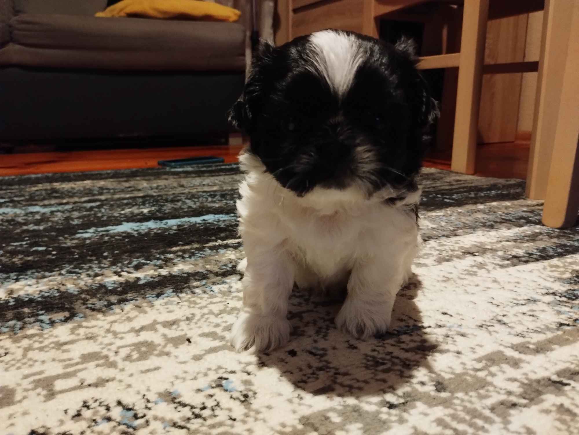 Szczeniaki SHIH TZU Krynki - zdjęcie 3