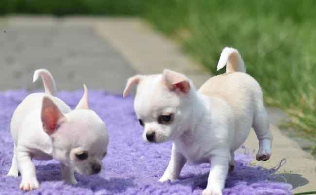 piękne psy i suki Chihuahua mini z certyfikatem Bemowo - zdjęcie 1