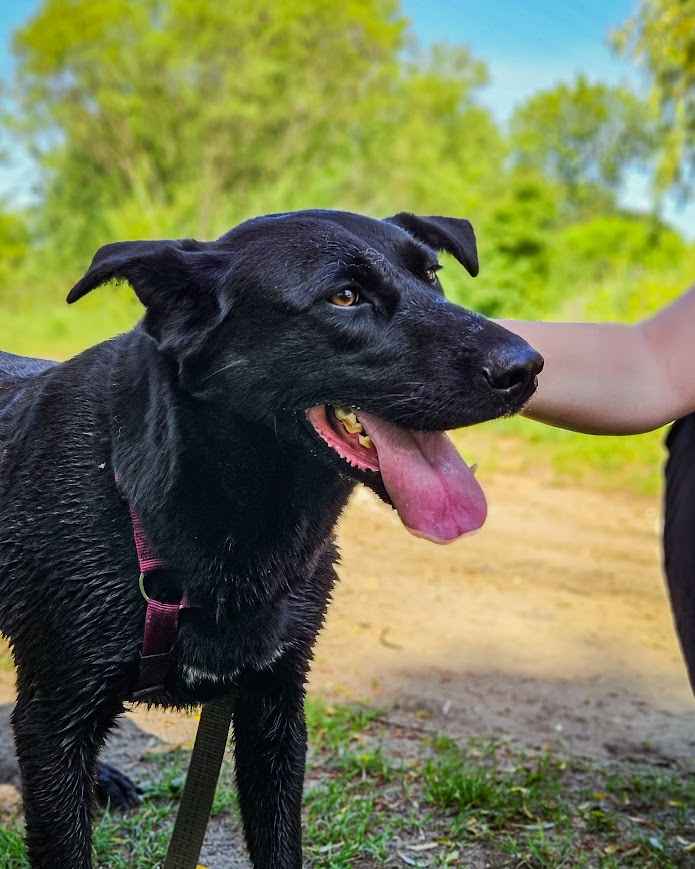 Majestatyczny, turbo aktywny, młody psiak do adopcji! :) Bielany - zdjęcie 11