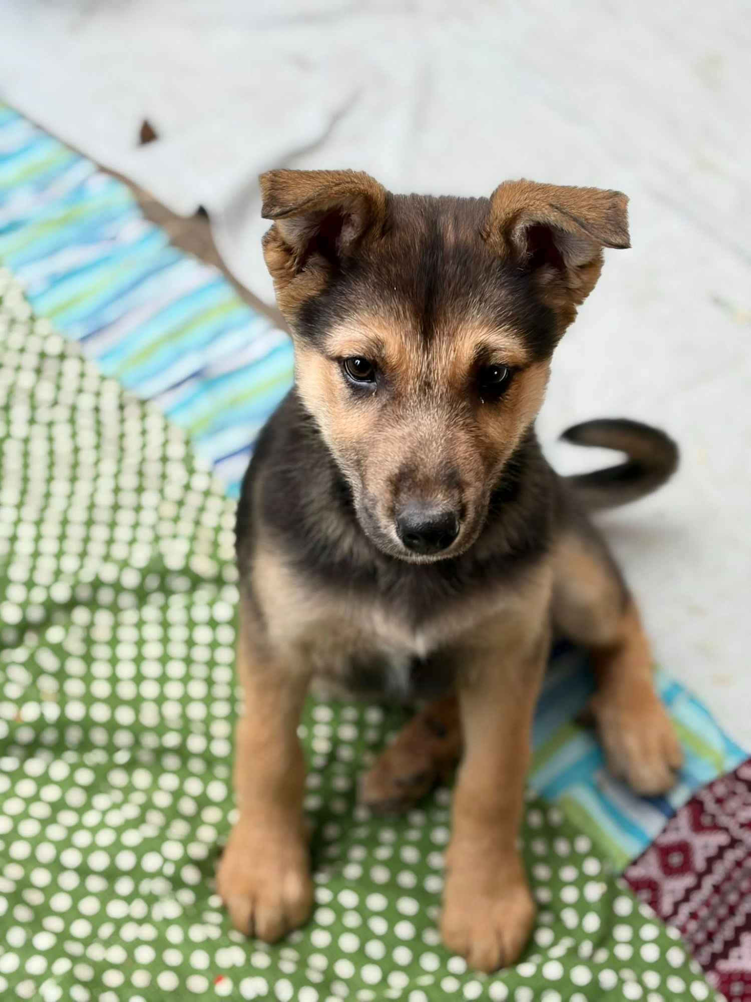 Lola - 4 miesięczny SZCZENIAK szuka domu! Olsztyn - zdjęcie 2