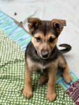 Lola - 4 miesięczny SZCZENIAK szuka domu! Olsztyn - zdjęcie 2