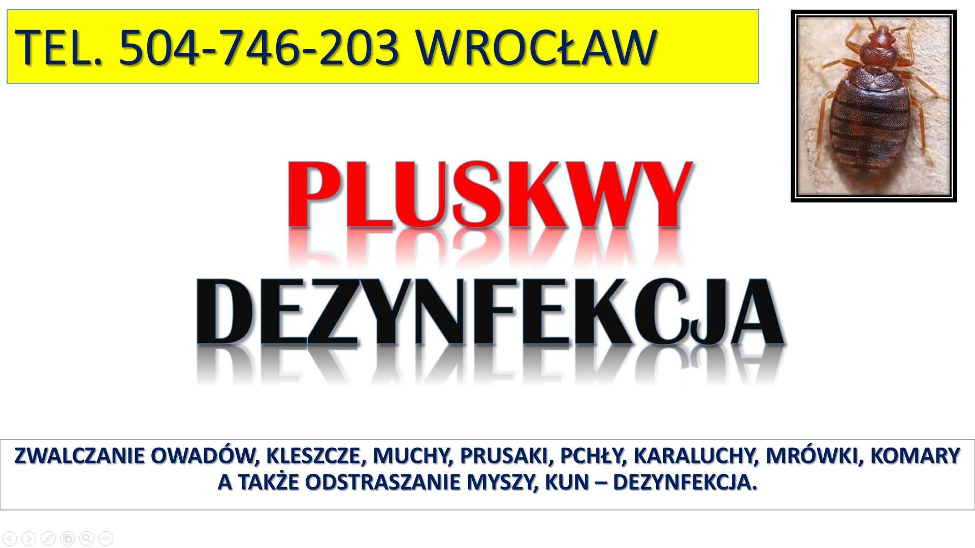Zwalczanie pluskwy tel 504746203, Wrocław. Pluskwa oprysk, dezynfekcja Psie Pole - zdjęcie 1