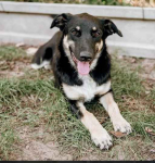 Tutka - sunia ideał, młoda, kotolubna, wesoła