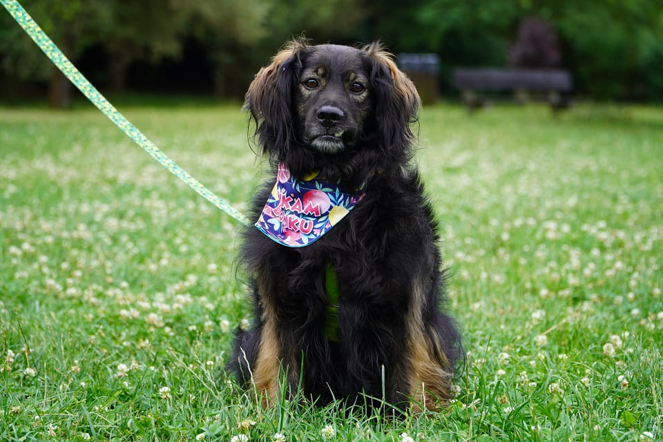 Nasz kochany Lokaj szuka domku, a nie pałacu 💔🏰 Łętkowice - zdjęcie 3