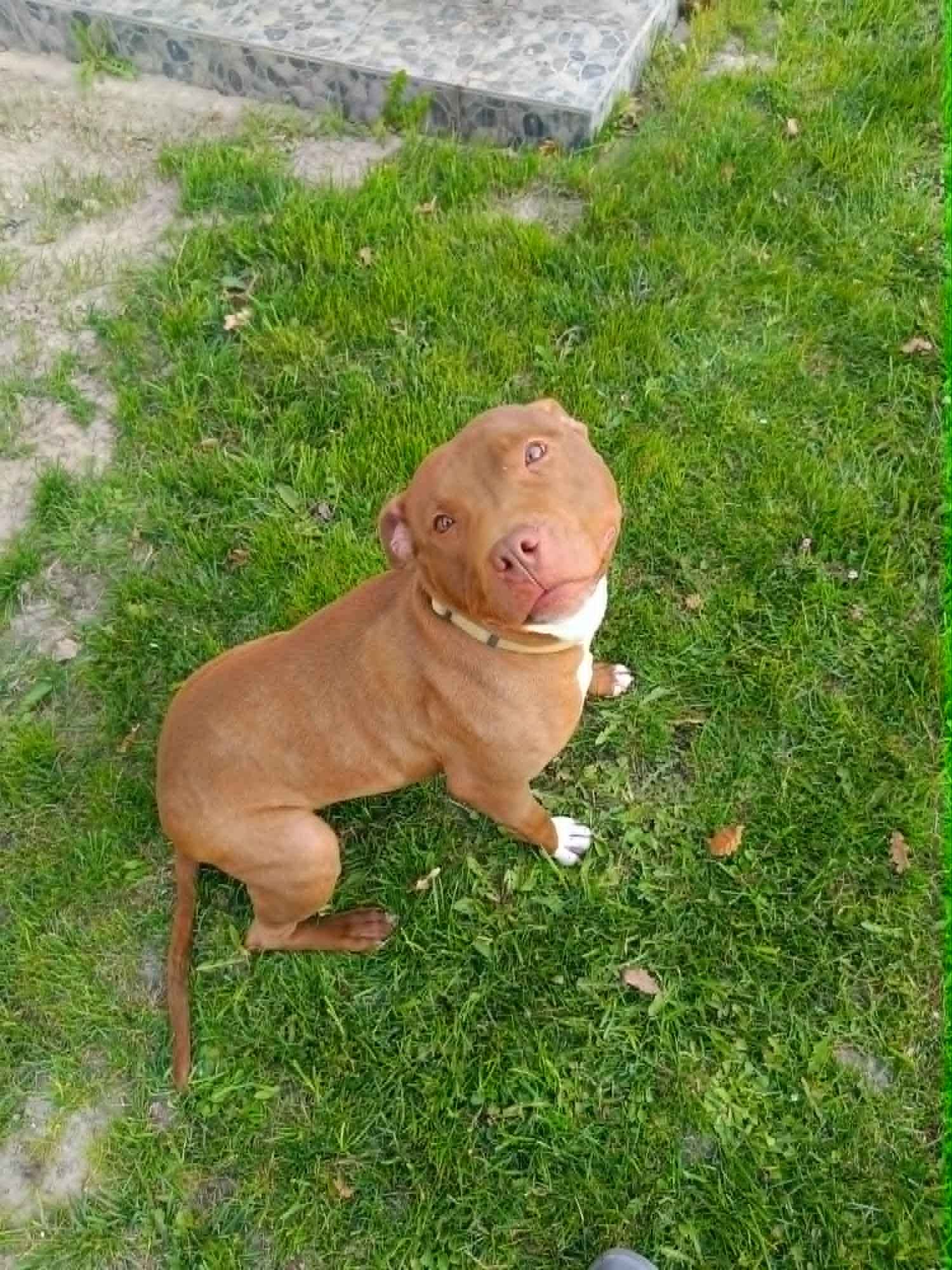 Megi - wyjątkowa sunia w typie pitbulla szuka domu! Olsztyn - zdjęcie 1