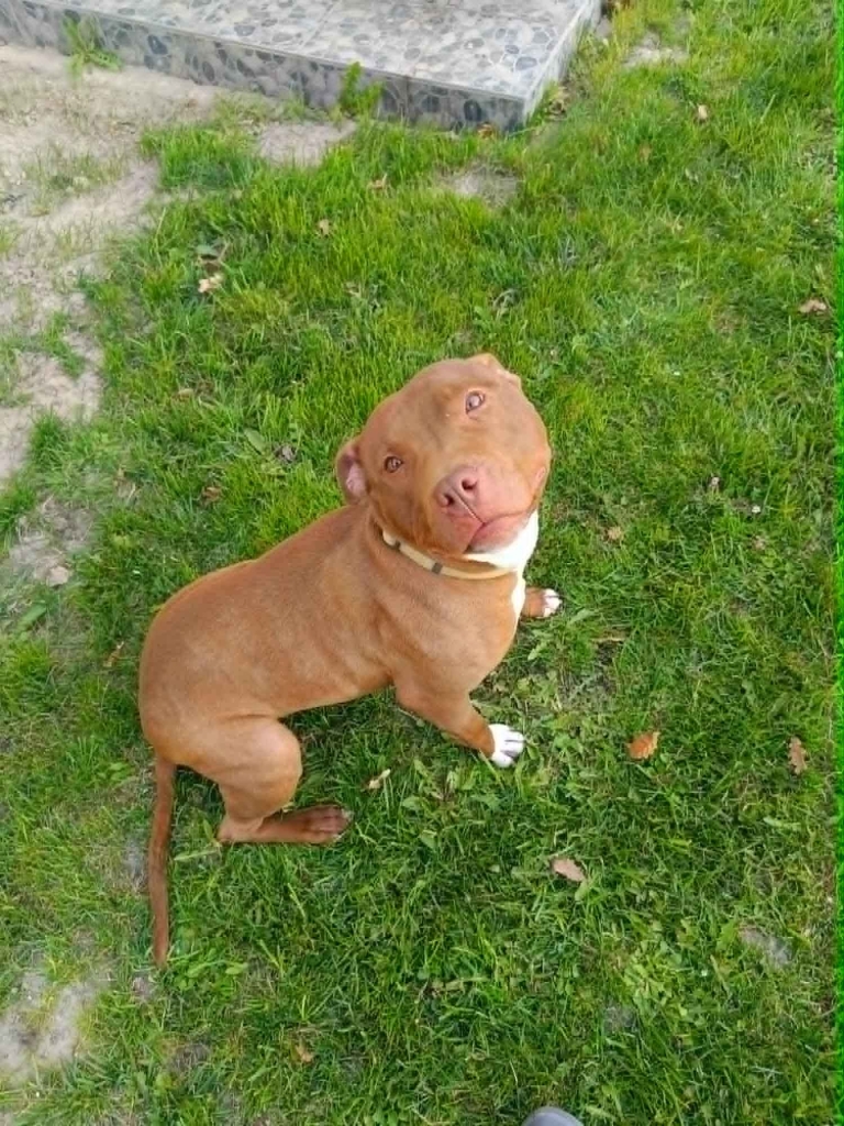 Megi - wyjątkowa sunia w typie pitbulla szuka domu! Olsztyn - zdjęcie 1